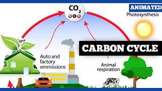 How the Carbon Cycle REALLY Works [upl. by Edette]