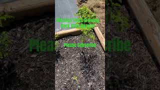 Wow Look How Fast The Moringa Trees Have Growngardening ytshorts moringa ￼ [upl. by Notyrb768]