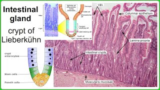 intestinal gland [upl. by Lilith]