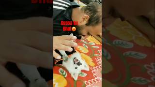 gussa hu main bhut😡 doglover cocolove cocoarmy cute trending funny ytshorts shorts fun [upl. by Idyak]