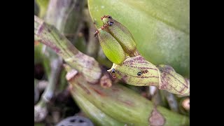 Cattleya walkeriana  Bloom Spikes [upl. by Pontone984]