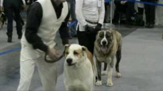 Russian Shepherds Dog Show Parade [upl. by Saisoj]