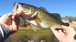 Bass Fishing Arivaca Lake In Southern Arizona  These Fish Are STACKED In This Cove [upl. by Oilime642]