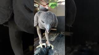 Melatih Elang Che DM fyp elang elangbondol falcon burung melatih melatihelang video [upl. by Allisirp]