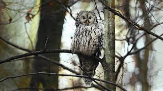 4K Ural owl Puszczyk Uralski Strix uralensis sonyfx30 4k [upl. by Juta]