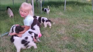 Almost 6 weeks old Gosch Kennels Small Munsterlander puppy [upl. by Niwdla]