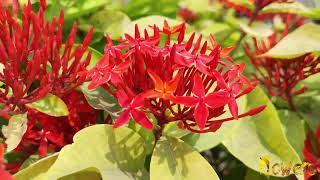 Ixora Coccinea  jungle geranium  Closer look Beautiful  flowers bloom garden  ixora [upl. by Ennovoj288]