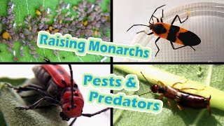 Raising Monarchs  Pests amp Predators Help The Monarch Butterfly [upl. by Dabbs]