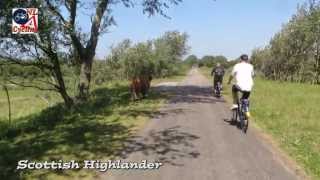 Cycling through the dunes to the beach Netherlands 278 [upl. by Acilegna]