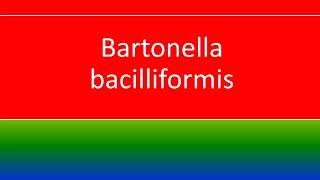 BARTONELLA BACILLIFORMIS [upl. by Yrok]