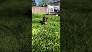 Soft coated wheaten terrier puppy in slow motion [upl. by Oika]