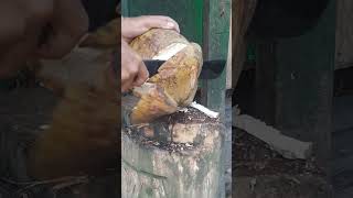 Cutting coconuts skills shortsviral satisfying coconut coconutfruit fypシ゚ [upl. by Allehs]