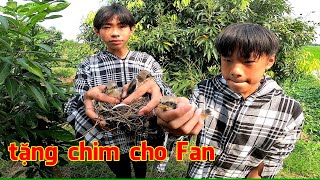 Tặng chim cho Fan dẫn Fan nhí đi bắt tổ Chào Mào [upl. by Fredra]