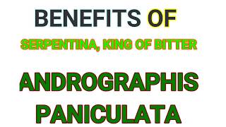 BENEFITS OF serpentina king of Bitter ANDROGRAPHIS PANICULATA [upl. by Suaeddaht]