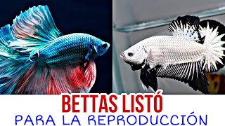 PREPARANDO LAS CUBETAS PARA LA REPRODUCCIÓN 🫣 ❌COMO PREPAR LAS CUBETAS PARA REPRODUCIR EL BETTA [upl. by Blen]