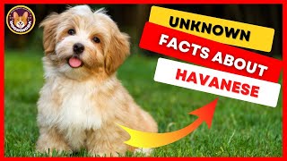 Top 9 Facts About Havanese Dog Breed Facts and Information  DogDingDa [upl. by Reckford]