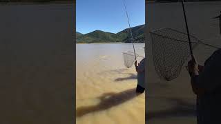 Stompdrif Dam Carp Fishing carpfishing bigcarp carp fyp fish [upl. by Llennod]