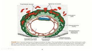 Embryology  Second week development [upl. by Slade812]