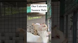 Our Unicorn Saanen Fighter Male [upl. by Airal]