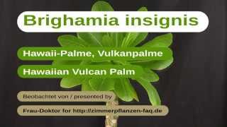 Brighamia insignis  HawaiiPalme Hawaiin Vulvan Palm [upl. by Reeba]