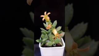 多肉植物熊童子 草莓熊 Cotyledon tomentosa  Succulent Propagation Taiwan [upl. by Esinahs849]