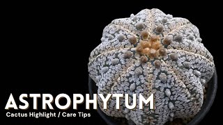 Astrophytum Cactus Care and How to Make them Flower [upl. by Rosetta]