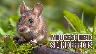 Mouse Sounds 🐁 Mouse Squeaking Sound Effects [upl. by Maxantia]