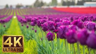 4K  Tulip Flowers  2 Hours Relaxation Video  Skagit Valley Tulip Festival in WA State  Episode 1 [upl. by Rubi763]