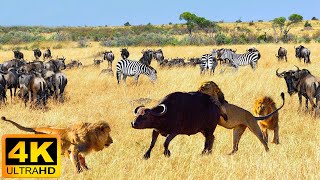 4K African Animals Etosha National Park  Relaxing Music With Video About African Wildlife [upl. by Hanus]