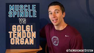 Muscle Spindle vs Golgi Tendon Organ Explained [upl. by Nhoj]