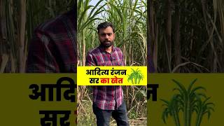 Aditya Ranjan Sir का खेत 🎋🏡  ft Aditya Ranjan sir shorts gaon [upl. by Hgalehs]