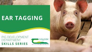 Teagasc Pig Development Department Skills Series  Ear Tagging [upl. by Jezabel]