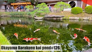 Okayama Korakuen koi pondKorakuen Okayama Japan [upl. by Natelson]