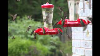 HUMMINGBIRD MIGRATION [upl. by Laforge]