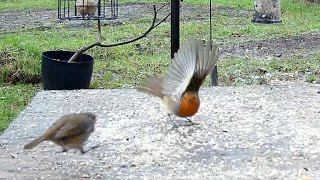 Robins In love 🥰 courtship display Fight or Mating Behaviour [upl. by Rufus10]