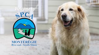 Welcome to SPCA Montérégie [upl. by Garlan]