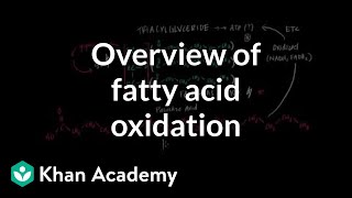 Overview of Fatty Acid Oxidation [upl. by Aitnwahs]