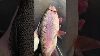 This guy was a pleasant surprise rainbowtrout flyfishing flyfishingjunkie fishing trout [upl. by Waterman]