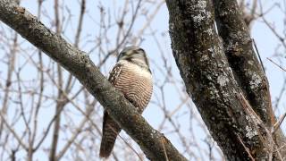 Northern Hawk Owl coughing up a pellet [upl. by Hadleigh]