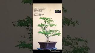 SN103 bonsai pruning wiring Pithecellobium DulceJungle JalebiManila Tamarind shorts [upl. by Schonfield]