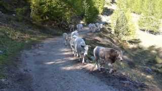 VACHES ALPINES AVEC DES CLOCHES [upl. by Lancaster212]