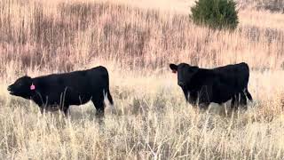 Tony Haake unweaned steer calves [upl. by Ecydnak]