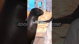 Adorable Sea Lion Surprises News Reporter with a Sweet Kiss shortsvideo sports adorable [upl. by Kelli]