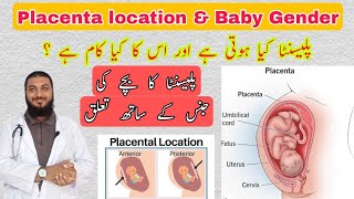 Placenta location amp baby genderplacenta posterior means boy or girl [upl. by Nayarb]