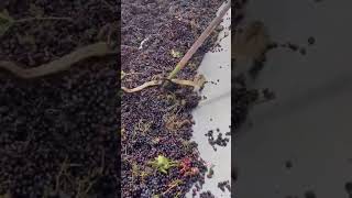 Snake got struck in grape juice making machine N4vision [upl. by Lienahs589]