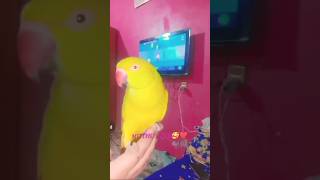 Methu watching babar Azam batting Pak vs Australia match parrot cute [upl. by Ryley]