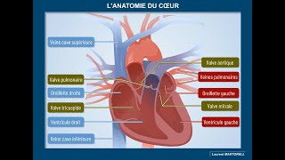 Comment est organisé le cœur [upl. by Gaughan]