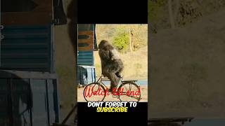 The gorilla have 1000 IQ facts automobile amazingfacts story factsinhindi facts [upl. by Ikkin]