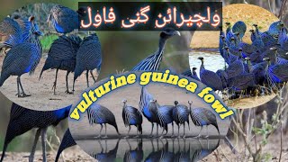 vulturine guinea fowl farming guide business idea complete informationUrdu Hindi [upl. by Kahn958]