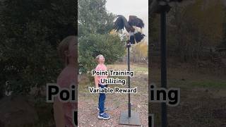 Basic Hawk Training Training To The Point imaginedragons music animals birds hawk shorts [upl. by Sorce630]